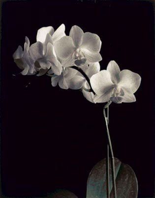  photo Orchid-Study-IV-Canvas-Transfer-C10128451_zps37763e34.jpeg