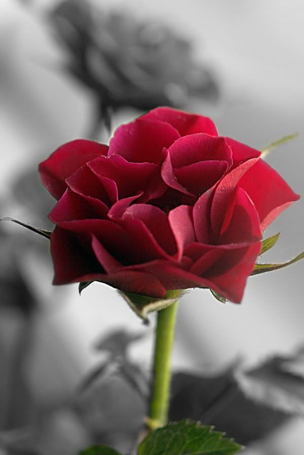 red rose photo: Red Rose Red_Rose.jpg