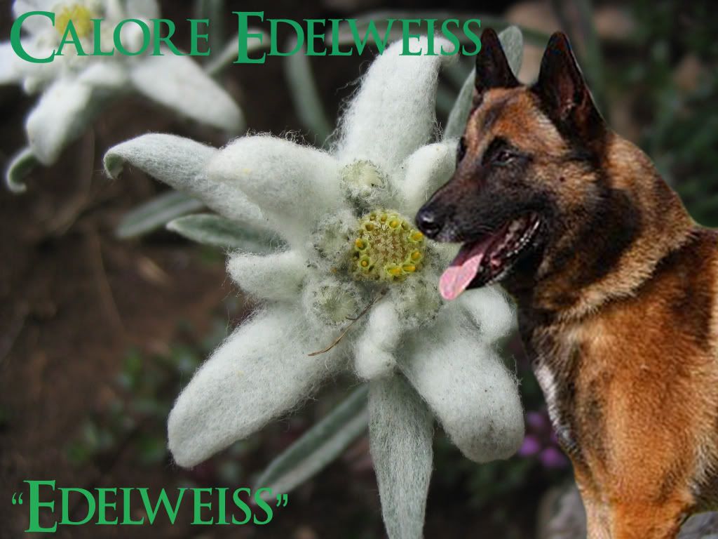 Calore Edelweiss