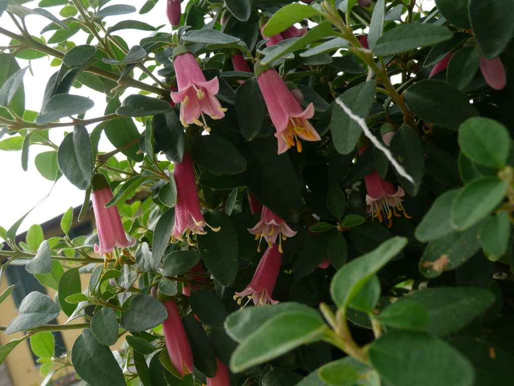 correa &quot;dusky bells&quot;