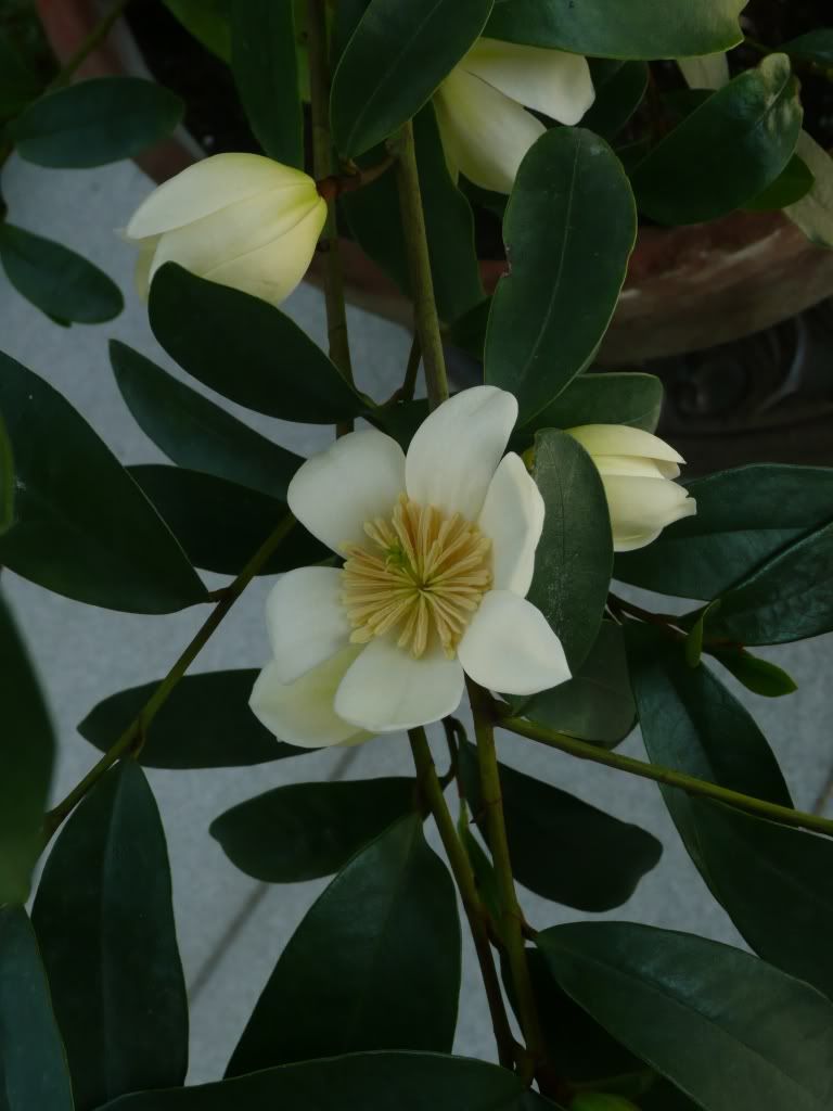 michelia yunnanensis