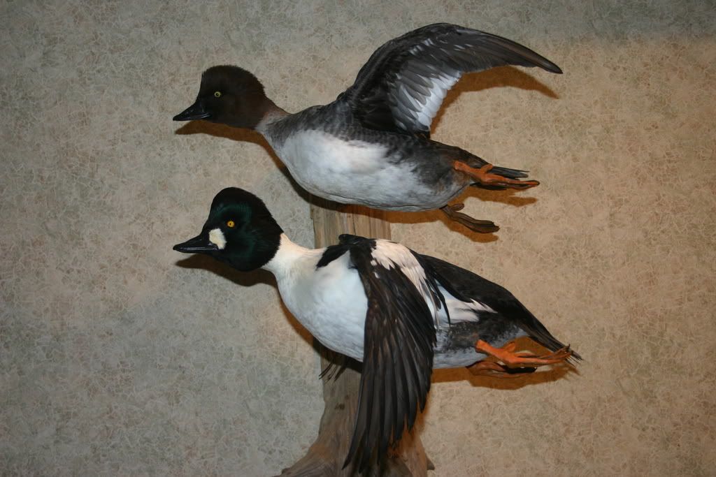 goldeneye duck mounts