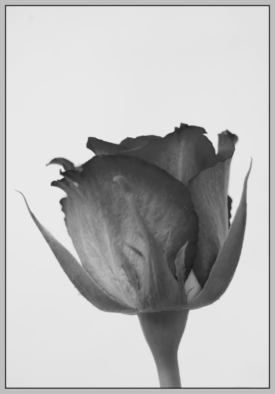 Fotografie