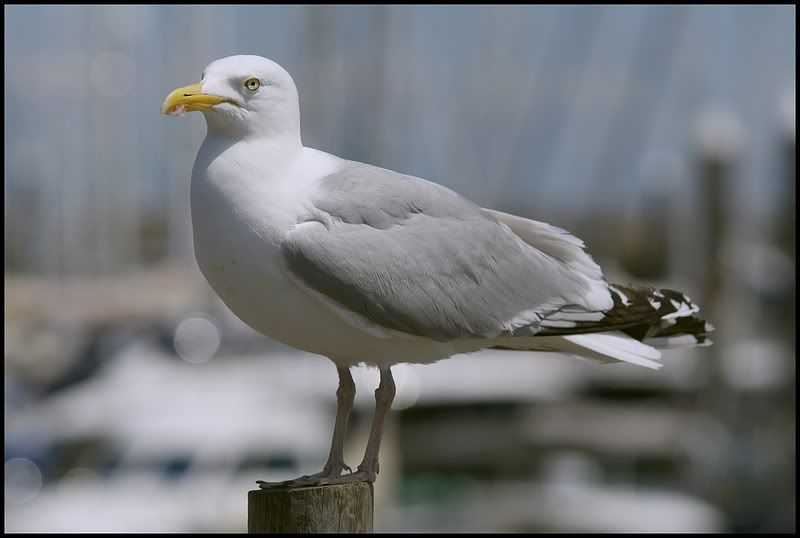 Fotografie