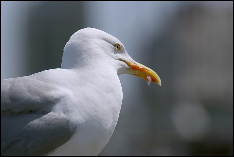 Fotografie