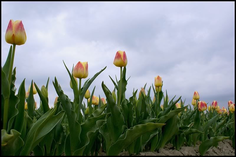 Fotografie
