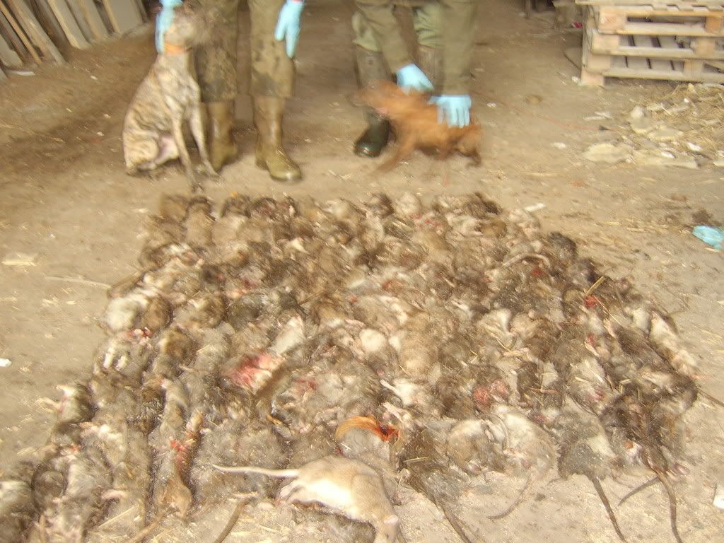 When Mice Attack! - Homesteading Questions