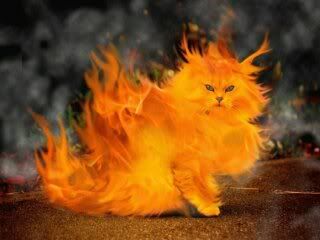 Flame Cat Pictures, Images and Photos