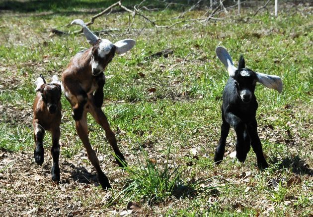 Not looking better - Goats