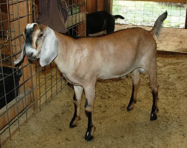 My bucklings are HUGH! - Goats