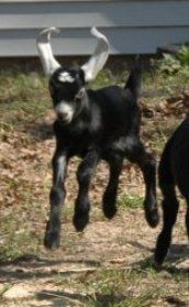 I just love my doelings!(pic) - Goats