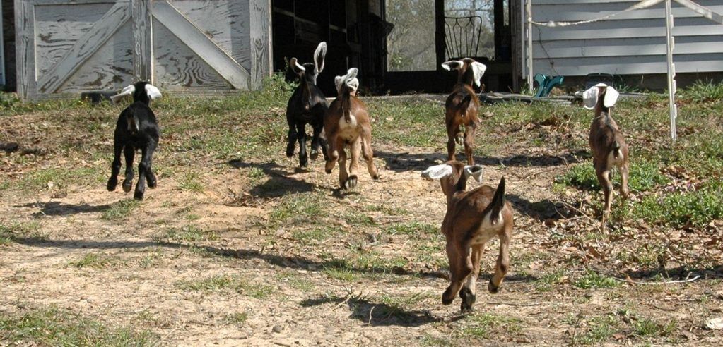 I just love my doelings!(pic) - Goats