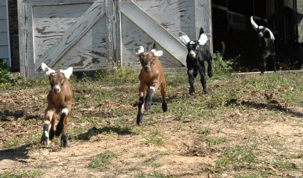 I just love my doelings!(pic) - Goats