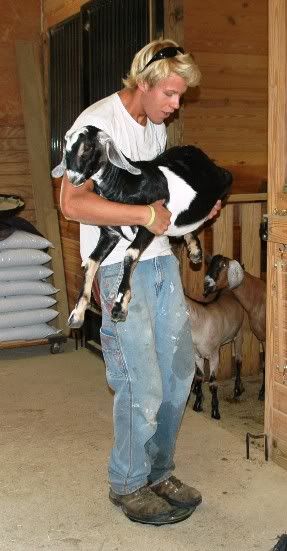 My bucklings are HUGH! - Goats