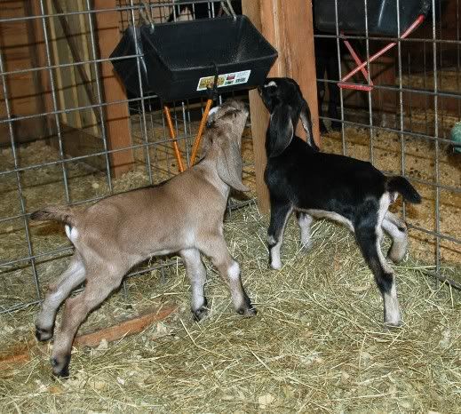 My bucklings are HUGH! - Goats