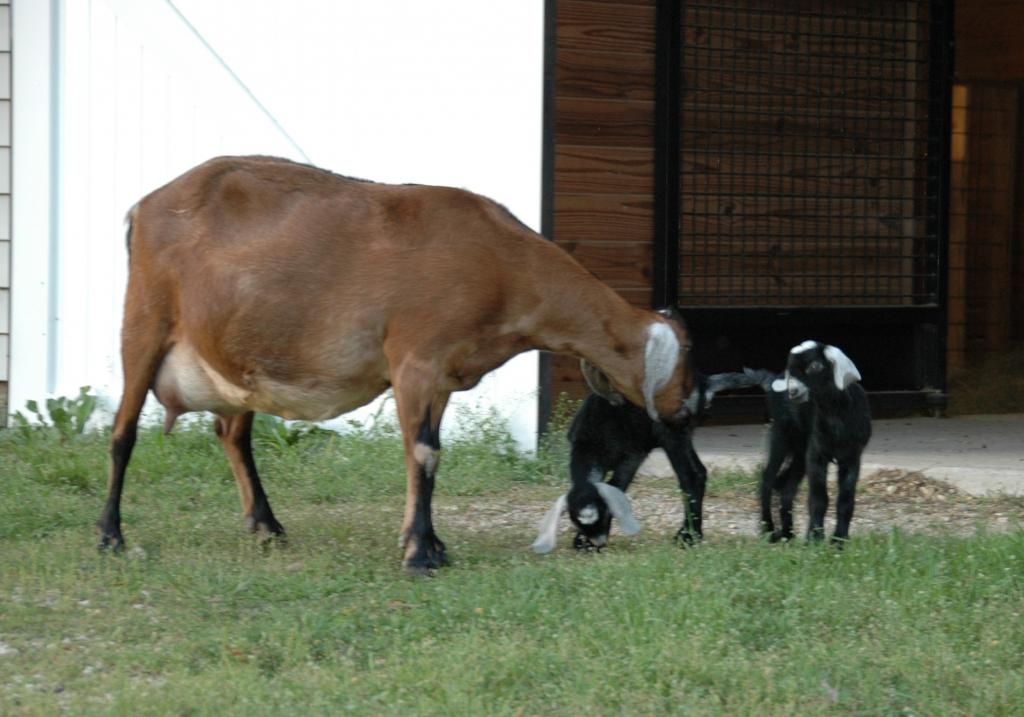 Molly and Lollipop's First Birthday - Goats