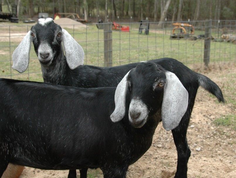 Molly and Lollipop's First Birthday - Goats