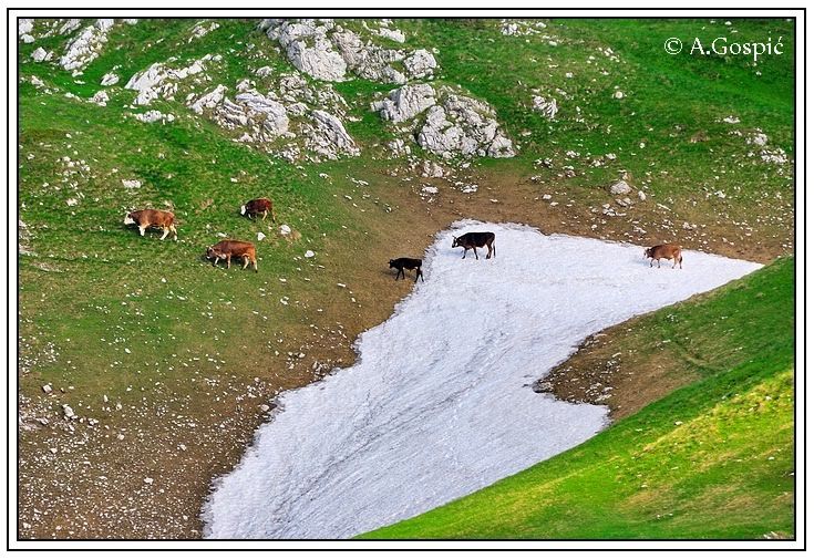 slika