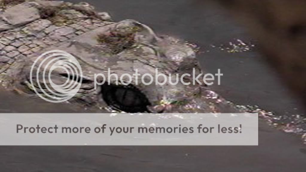 Крокодил 2000. Крокодил (dvd). Крокодил 2000. Крокодил 2000. Крокодил 2000.