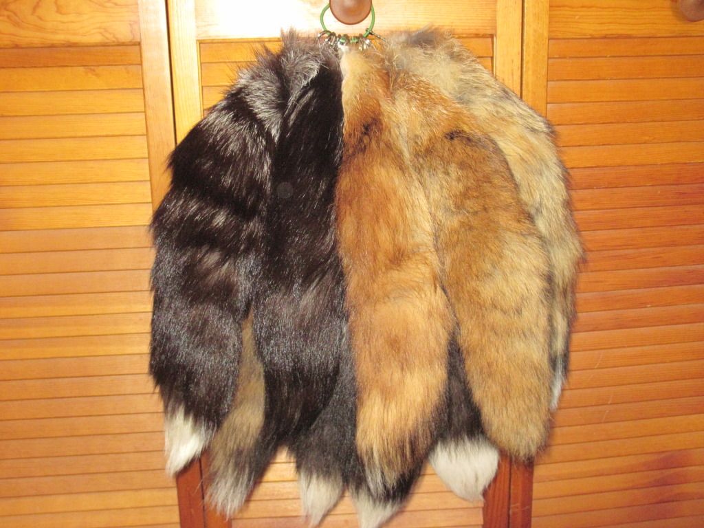 FOX TAIL extravaganza! (Including some rare ones--Sun glow variations ...