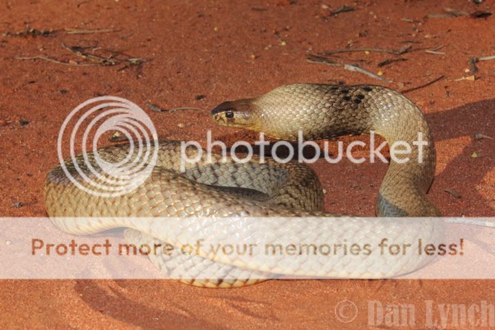 In search of the Brigalow Woma Python - QLD, Australia - Field Herp Forum