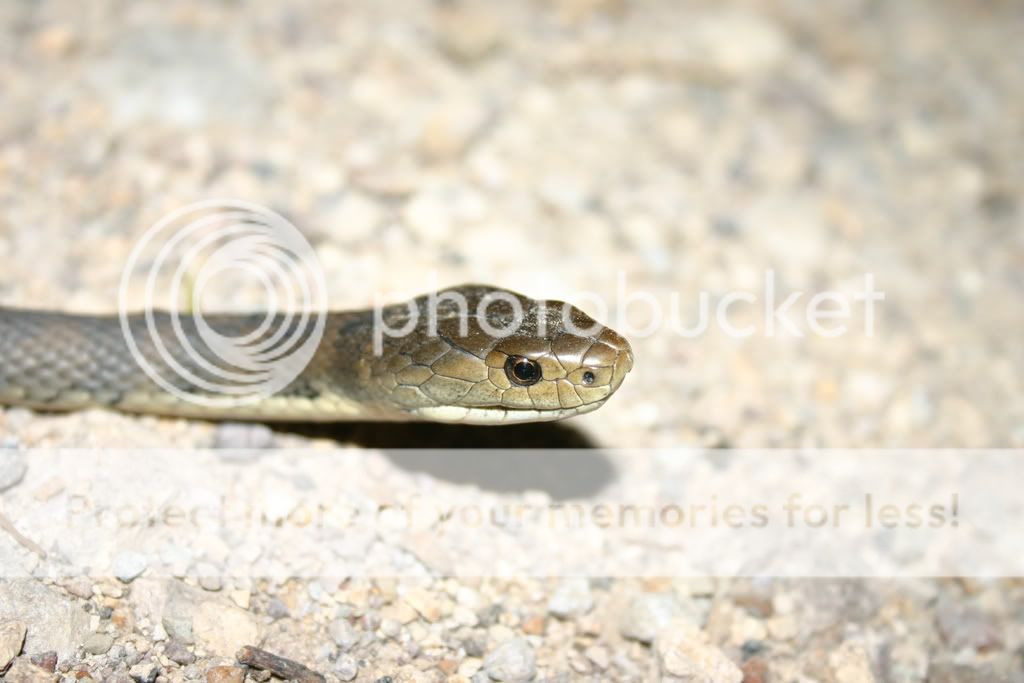 Keelback or rough scaled? | Aussie Pythons & Snakes Forum