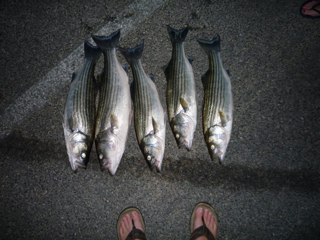 jordan lake striper fishing 6-26-11